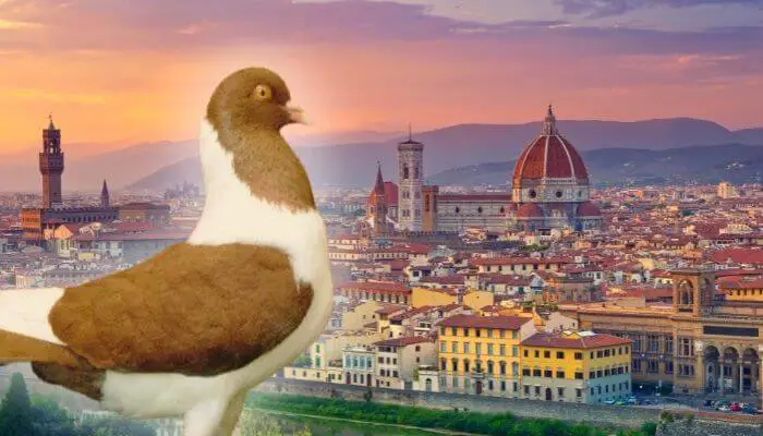 florentine pigeon
