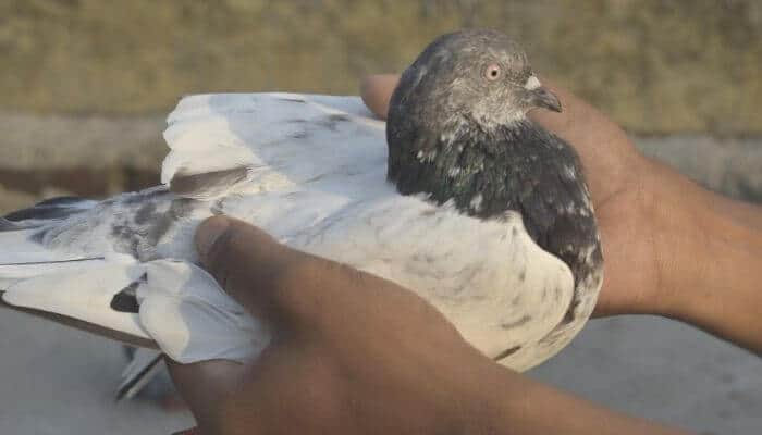 handling an indian gola pigeon