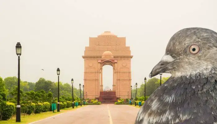 indian gola pigeon
