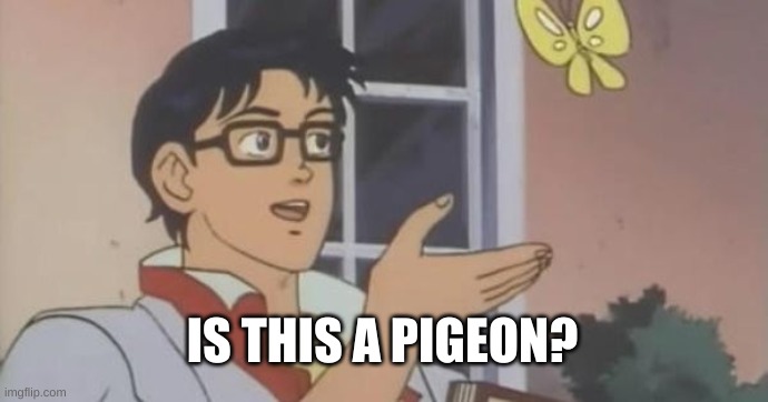 pigeon
