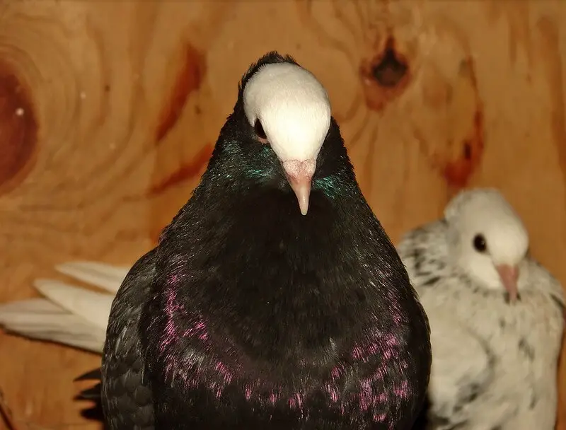 mookee pigeon