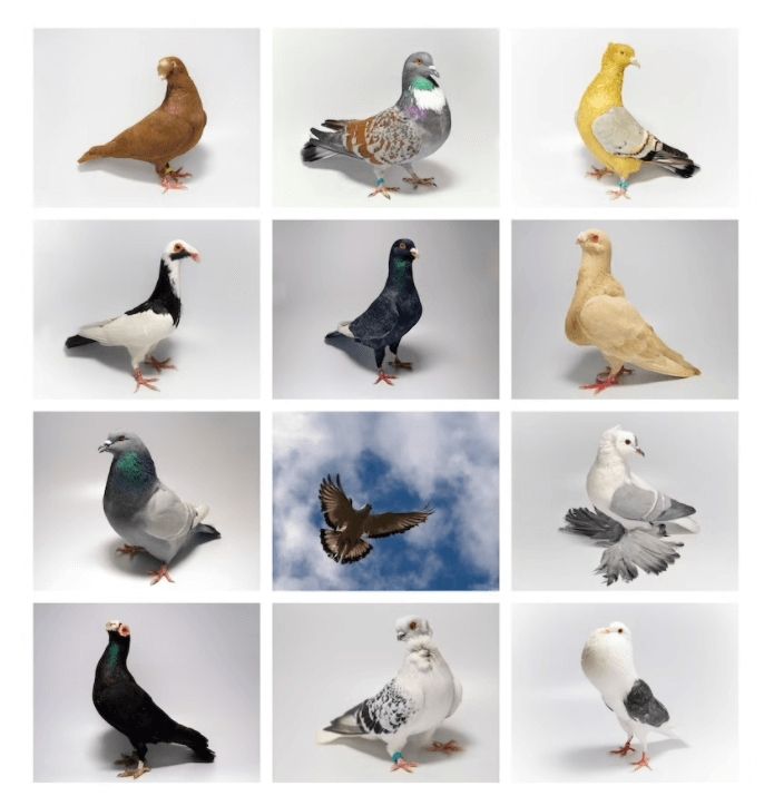 nate abbott pigeon calendar