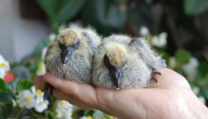 newborn baby pigeons