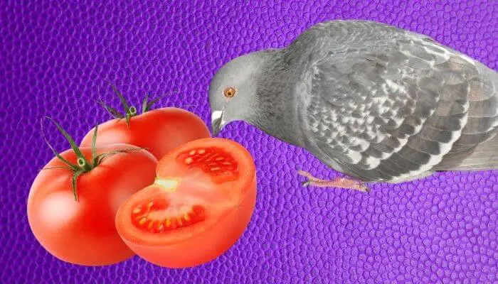 pigeon pecking at tomato
