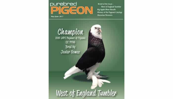 pure bred pigeon magazine