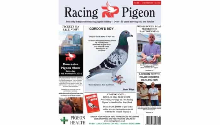 racing pigeon international