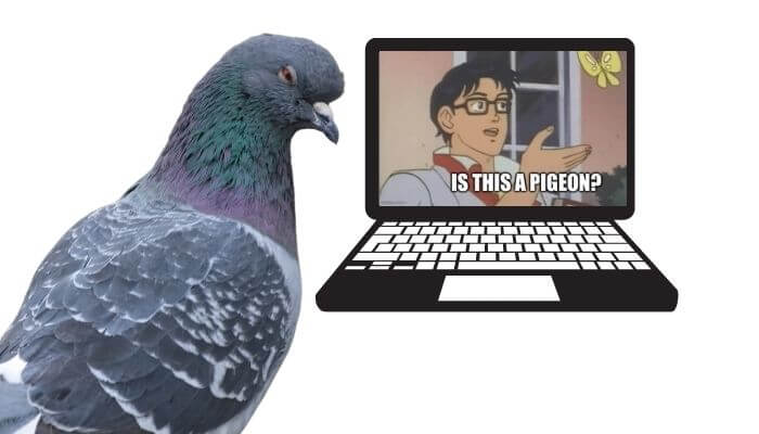 Is This A Pigeon Meme Explained Pigeonpedia