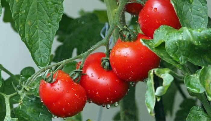 tomatoes on vine