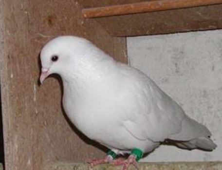 Cumulet pigeon