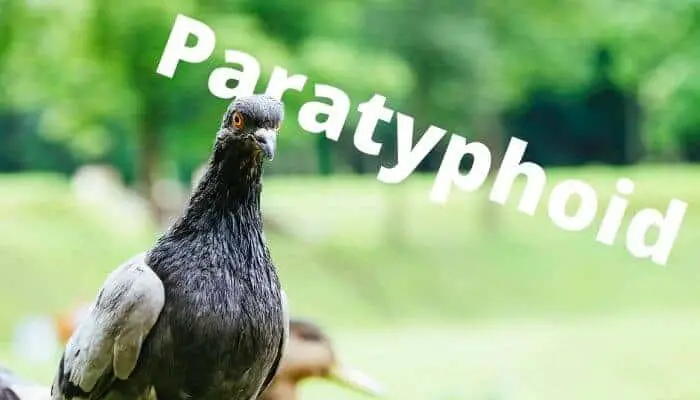Paratyphoid in pigeons