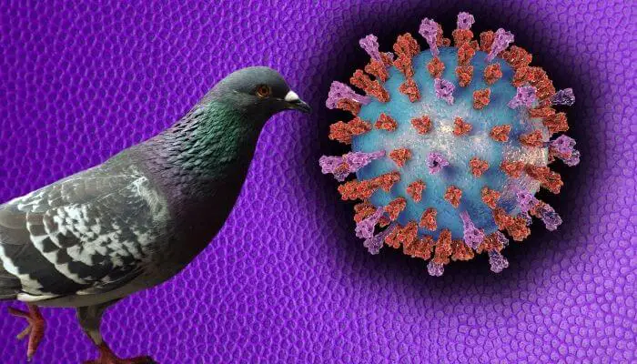 Pigeon Paramyxovirus