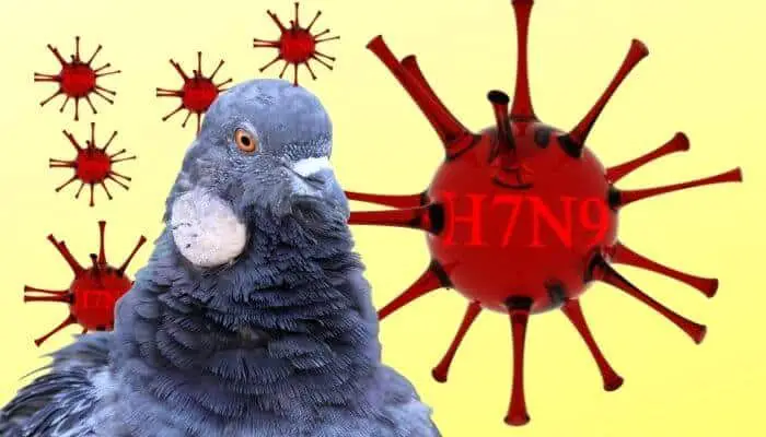 bird flu in pigeons