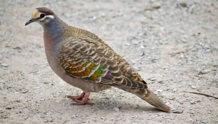 bronzewing pigeon breed