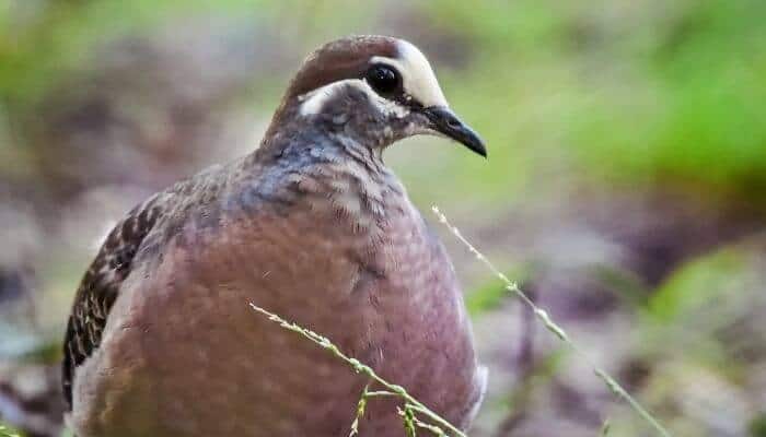 bronzewing pigeon closeup