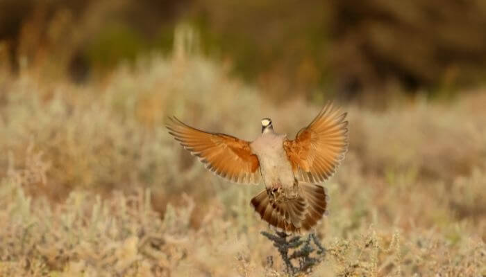 bronzewing pigeon displaying it's bronze wings