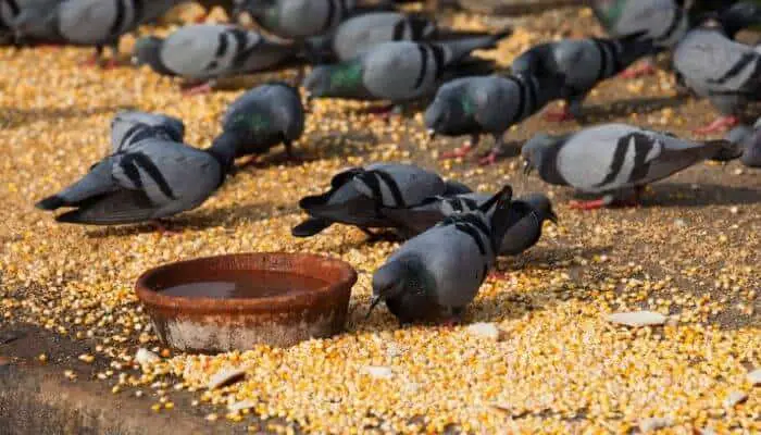 can pigeons eat corn