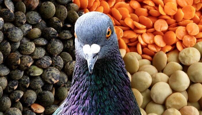 Do Pigeons Eat Lentils?