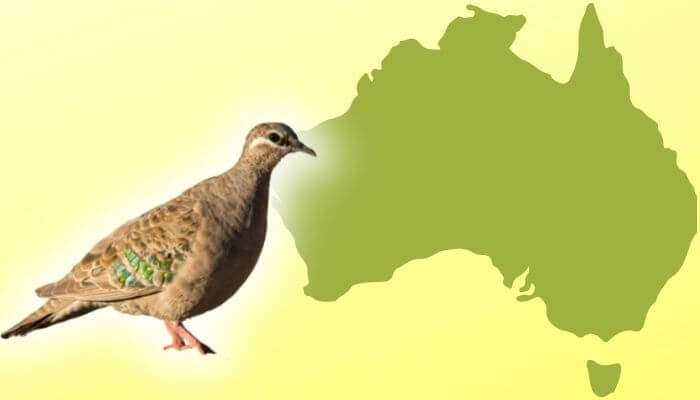 common bronzewing pigeon