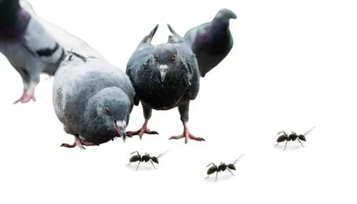 do pigeons eat ants