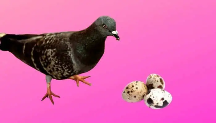 Do Pigeons Eat Other Bird Eggs?