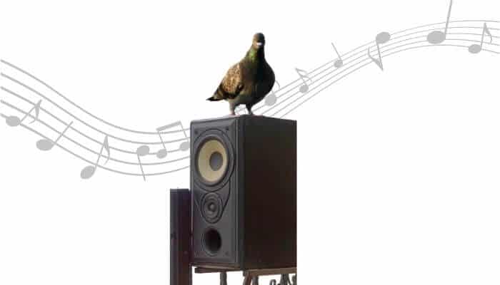 do pigeons like music