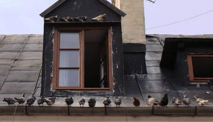 How To Keep Pigeons Out Of Your Attic