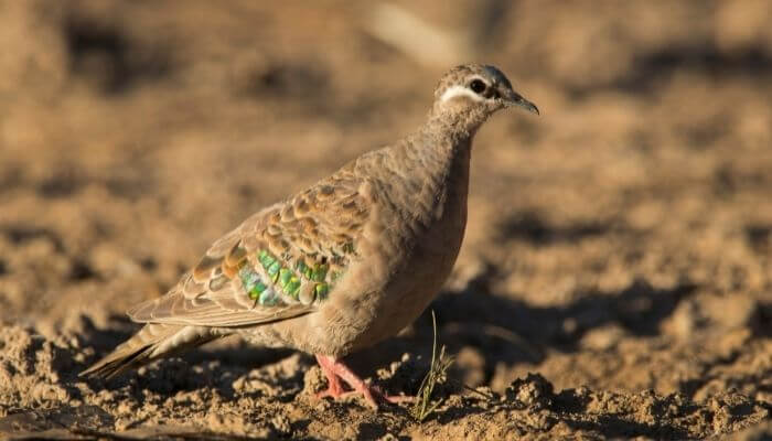 pigeon bronzewing