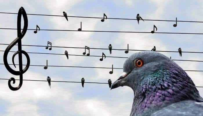 pigeon music