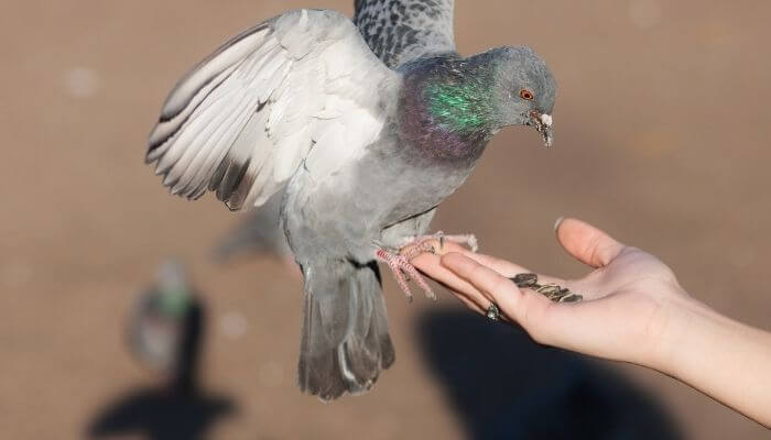 take care with feeding pigeons seed mixes