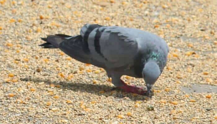 do pigeons eat corn