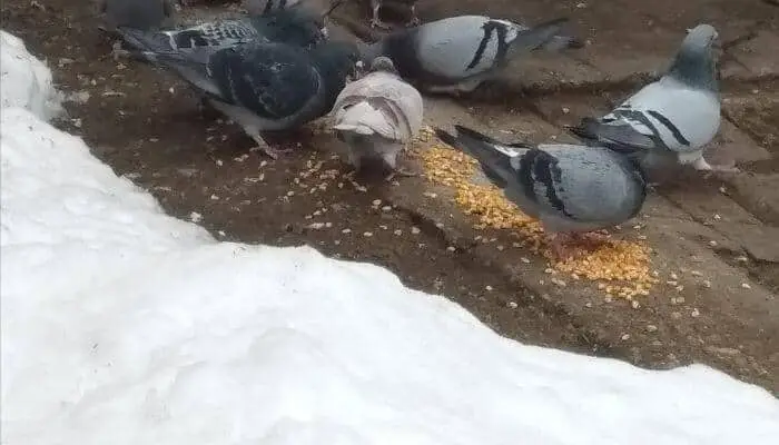 what time of year should pigeons eat corn