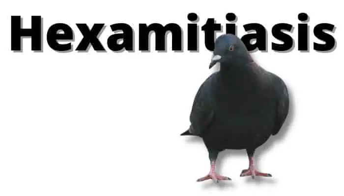 Hexamitiasis In Pigeons