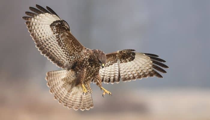 a buzzard