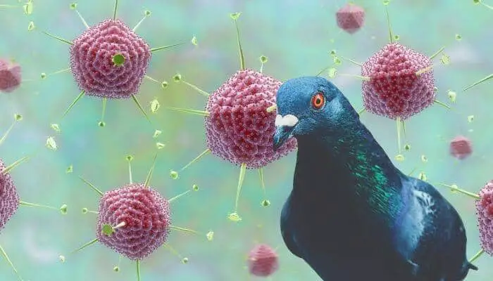 adenovirus in pigeons