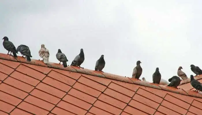can i shoot pigeons on my roof
