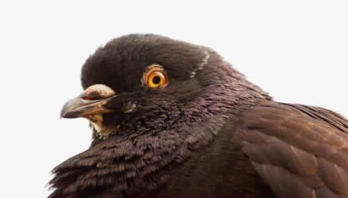 carneau pigeon close up