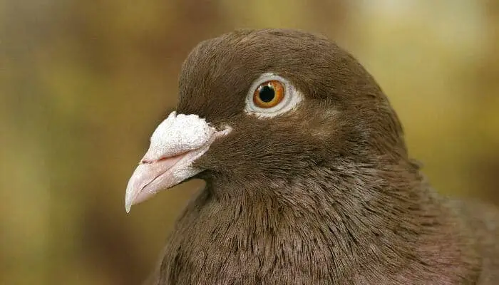 carneau pigeon face