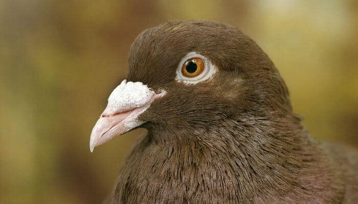 Carneau Pigeon: Breed Guide