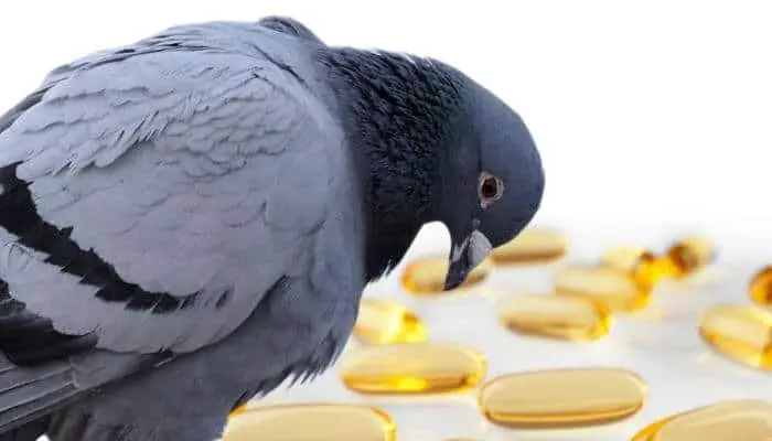 cod liver oil for pigeons