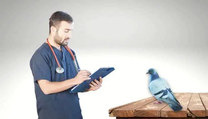 common pigeon diseases