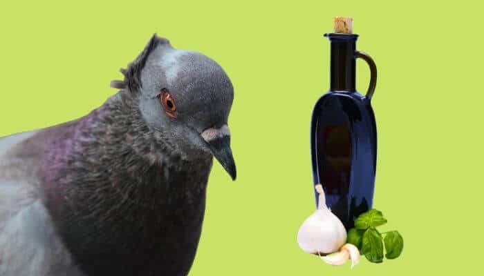 garlic and apple cider vinegar for pigeons