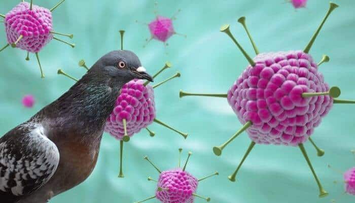 pigeon adenovirus