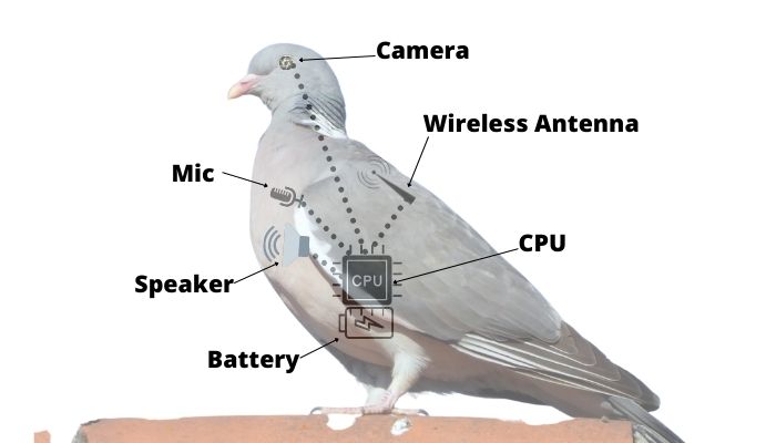 robot pigeons