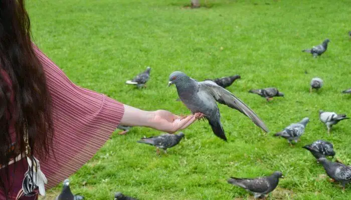 Can You Keep a Wild Pigeon as A Pet?