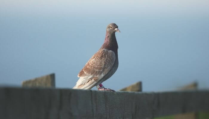 a racing pigeon