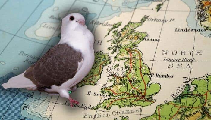 Turbit Pigeon: Breed Guide