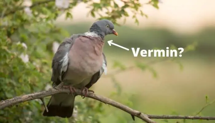 are wood pigeons vermin