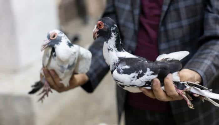 bird fanciers lung