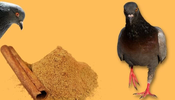 cinnamon for pigeons