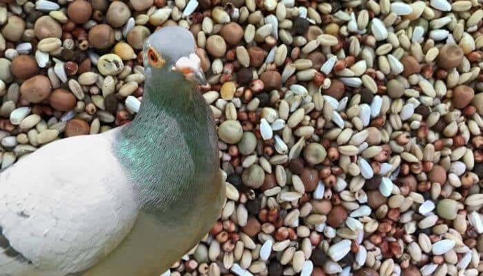 bucktons pigeon food